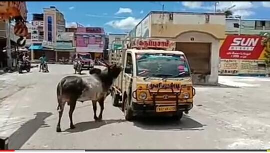 Viral Banteng Mengejar Sapi Betina, Pacarnya Yang Akan Dijual! Bagaimana Endingnya?