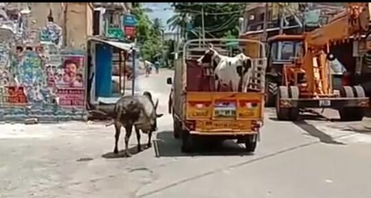 Viral Banteng Mengejar Sapi Betina, Pacarnya Yang Akan Dijual! Bagaimana Endingnya?