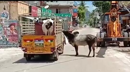 Viral Banteng Mengejar Sapi Betina, Pacarnya Yang Akan Dijual! Bagaimana Endingnya?