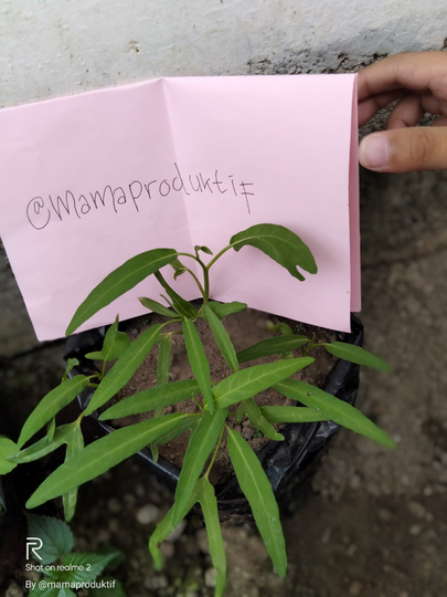 Cara Mudah Menanam Pepaya California di Lahan Sempit Versi Ane