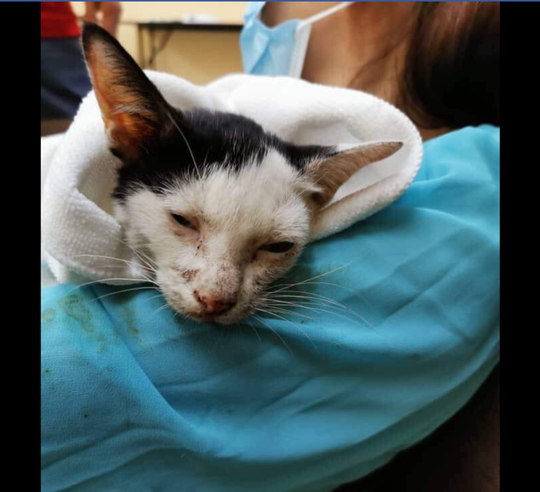 Tak Terima "MAIN" Di Atas Mobilnya, Pria Ini Tega Banting Kucing !