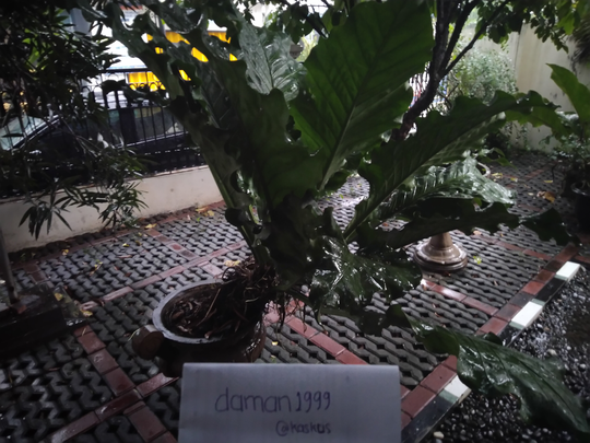 Tips Merawat Anthurium, Si Primadona Dengan Harga Ratusan Juta Pada Masanya