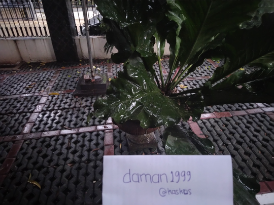 Tips Merawat Anthurium, Si Primadona Dengan Harga Ratusan Juta Pada Masanya