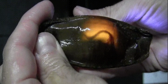 Ternyata Begini Toh Bentuk Telur Hiu, Gemes Sih..