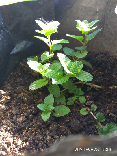 Cara Mudah Merawat Daun Mint Dan Ocra/Okra Sebagai Apotik Hidup