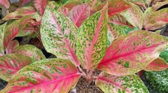 6 Tips Cara Mudah Merawat Tanaman Aglaonema