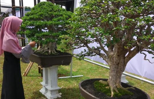 Jarang Diketahui, Ini 6 Alat Rahasia Yang Dipakai Seniman Bonsai Di Belakang Layar