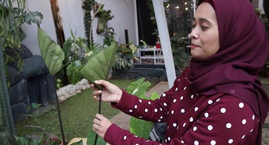 Tanaman Hias Harga Sultan, Bagaimana Cara Merawatnya? Temukan Infonya Dimari!