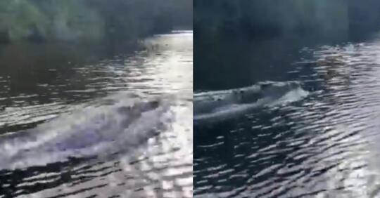Heboh! Video Penampakan 'BUAYA GILA' Yang Berenang Layaknya Seekor Lumba-Lumba !