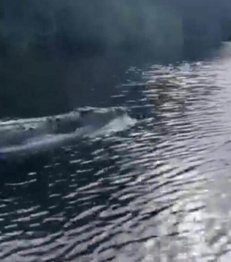 Heboh! Video Penampakan 'BUAYA GILA' Yang Berenang Layaknya Seekor Lumba-Lumba !