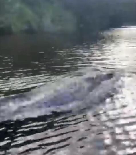 Heboh! Video Penampakan 'BUAYA GILA' Yang Berenang Layaknya Seekor Lumba-Lumba !