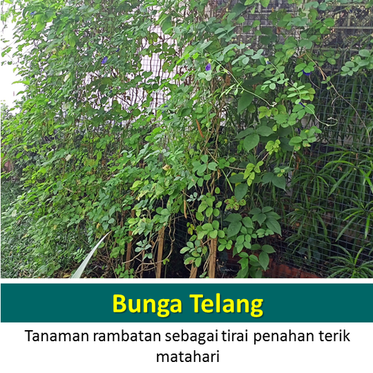 Ini Tanaman Hias Berkhasiat tapi Berkesan Porno