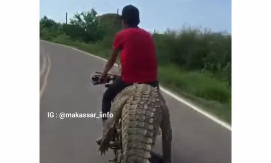 Real Pawang Sakti, Pemuda Ini Naiki Buaya Sambil Kendarai Motor! Gak Takut Dimangsa?
