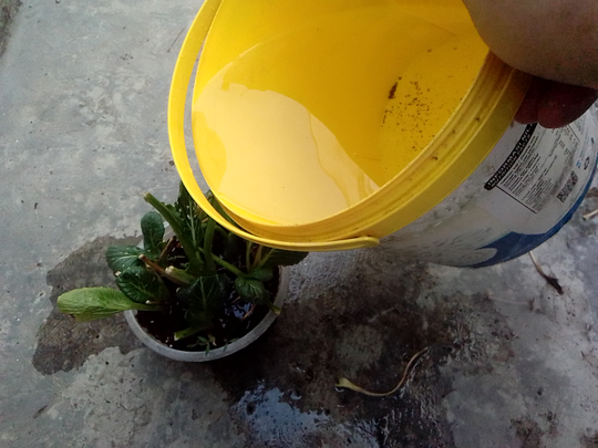 Menanam Sawi Hijau dari Akar Batang Terbuang, Memang Bisa?