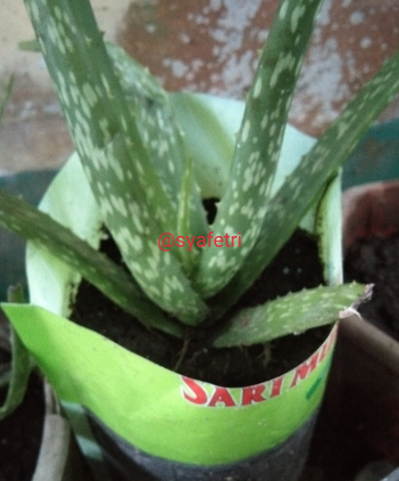 Tips&Trik Merawat Tanaman ala Kaum Mager