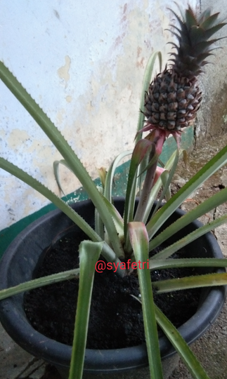Tips&Trik Merawat Tanaman ala Kaum Mager