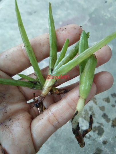 Tips&Trik Merawat Tanaman ala Kaum Mager