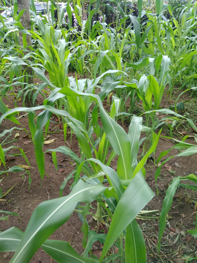 Tips Menanam Jagung Ala Ane