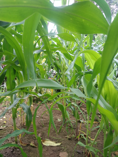Tips Menanam Jagung Ala Ane