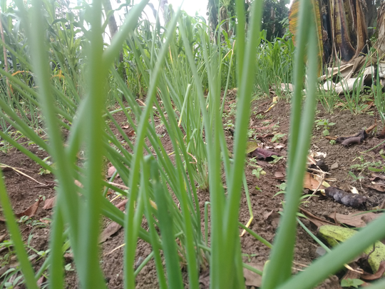 Tips Menanam Jagung Ala Ane