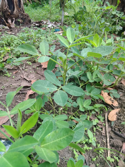 Tips Menanam Jagung Ala Ane