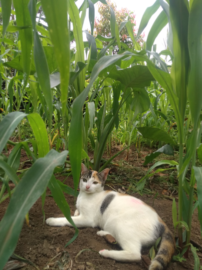 Tips Menanam Jagung Ala Ane