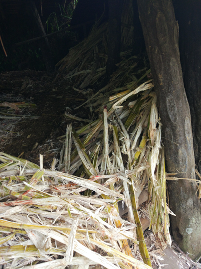 Yuk, Intip Proses Pembuatan Gula Merah Secara Tradisional