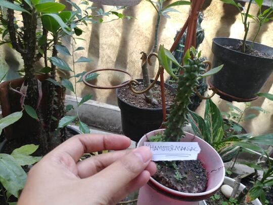 Tips Merawat Tanaman Unik Dan Antimainstream Monadenium Di Pot Mini
