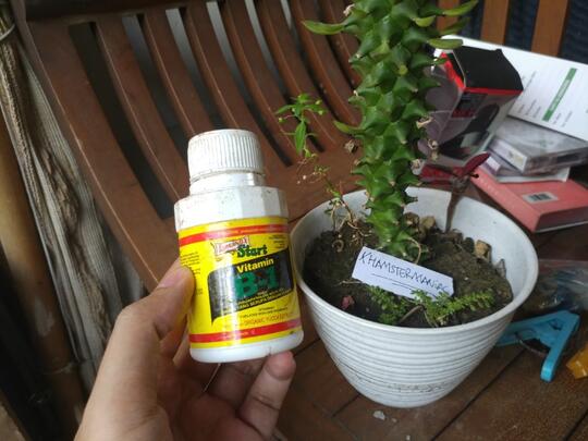 Tips Merawat Tanaman Unik Dan Antimainstream Monadenium Di Pot Mini