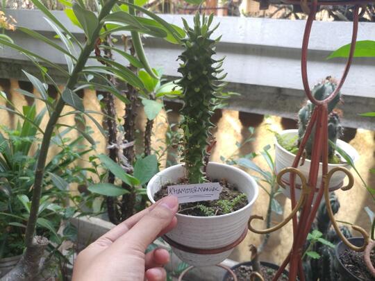 Tips Merawat Tanaman Unik Dan Antimainstream Monadenium Di Pot Mini