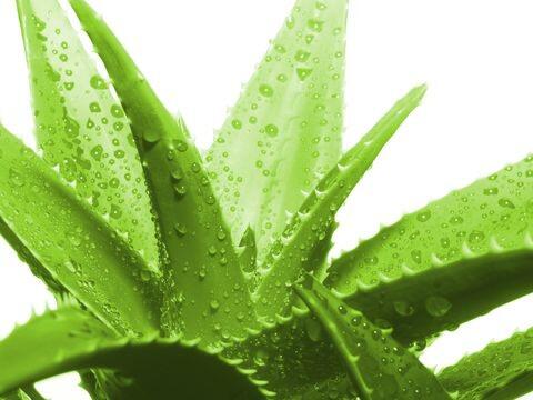 Lidah Buaya: Si Kenyal Berduri Yang Memiliki Banyak Manfaat Untuk Kecantikan