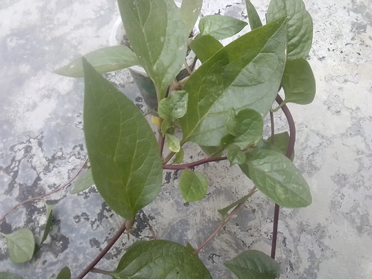 Binahong, Tanaman Herbal Multiguna yang Gampang Menanam dan Memanennya!