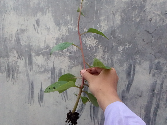 Binahong, Tanaman Herbal Multiguna yang Gampang Menanam dan Memanennya!