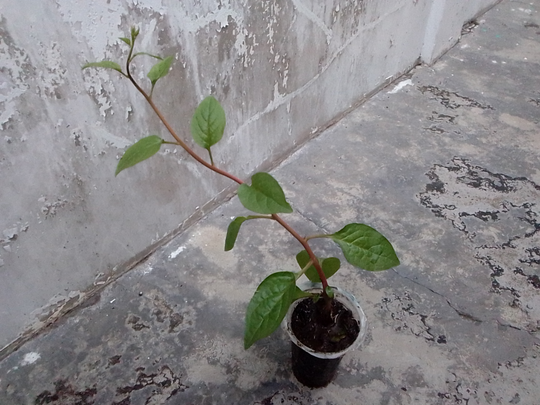 Binahong, Tanaman Herbal Multiguna yang Gampang Menanam dan Memanennya!