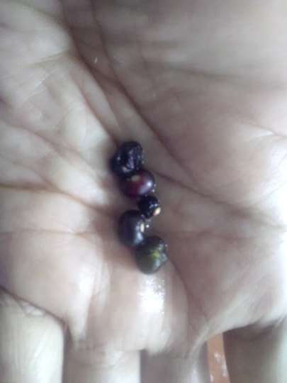Binahong, Tanaman Herbal Multiguna yang Gampang Menanam dan Memanennya!