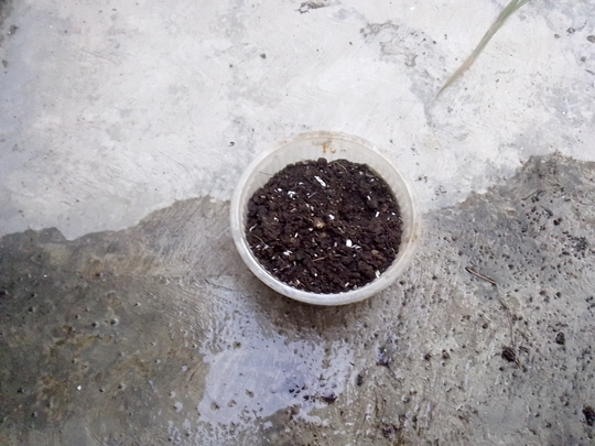 Binahong, Tanaman Herbal Multiguna yang Gampang Menanam dan Memanennya!