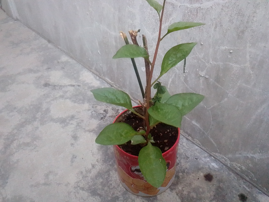Binahong, Tanaman Herbal Multiguna yang Gampang Menanam dan Memanennya!