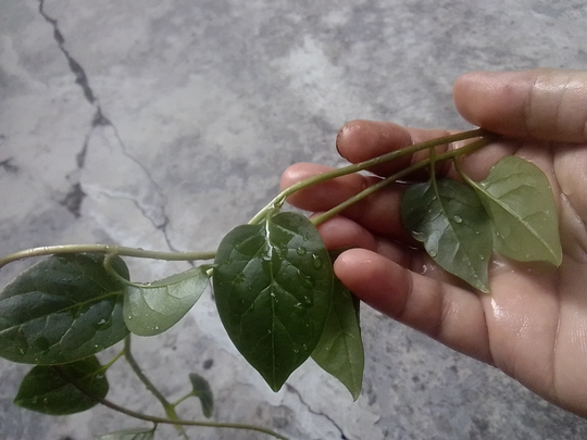 Binahong, Tanaman Herbal Multiguna yang Gampang Menanam dan Memanennya!