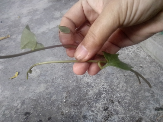 Binahong, Tanaman Herbal Multiguna yang Gampang Menanam dan Memanennya!