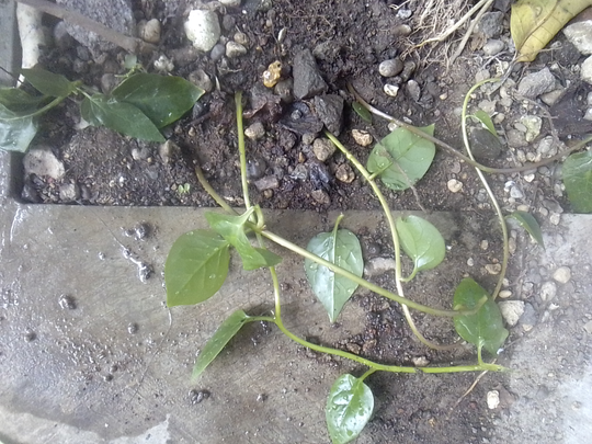 Binahong, Tanaman Herbal Multiguna yang Gampang Menanam dan Memanennya!