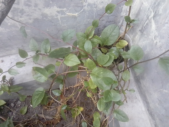 Binahong, Tanaman Herbal Multiguna yang Gampang Menanam dan Memanennya!