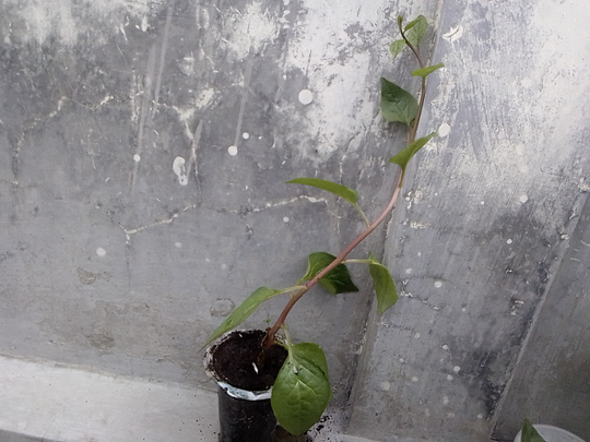 Binahong, Tanaman Herbal Multiguna yang Gampang Menanam dan Memanennya!