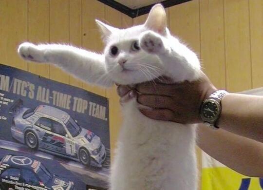 Suka &amp; Duka Kucing Viral &ldquo;Longcat&rdquo;. Yuk Mengenang Kembali!