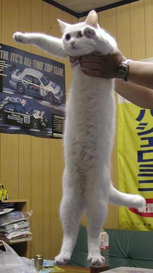 Suka &amp; Duka Kucing Viral &ldquo;Longcat&rdquo;. Yuk Mengenang Kembali!