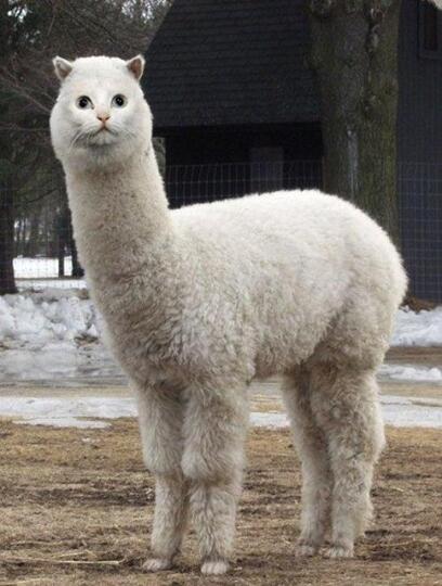 Suka &amp; Duka Kucing Viral &ldquo;Longcat&rdquo;. Yuk Mengenang Kembali!