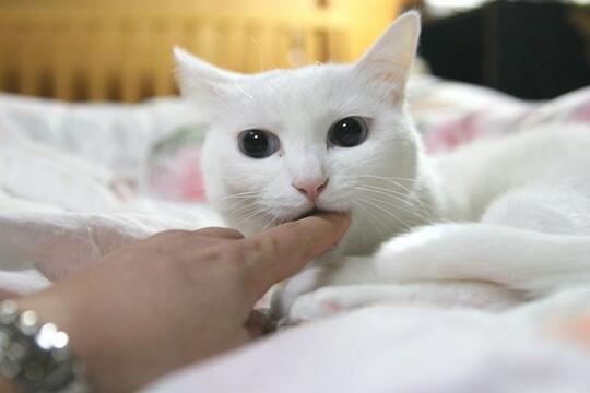 Suka &amp; Duka Kucing Viral &ldquo;Longcat&rdquo;. Yuk Mengenang Kembali!