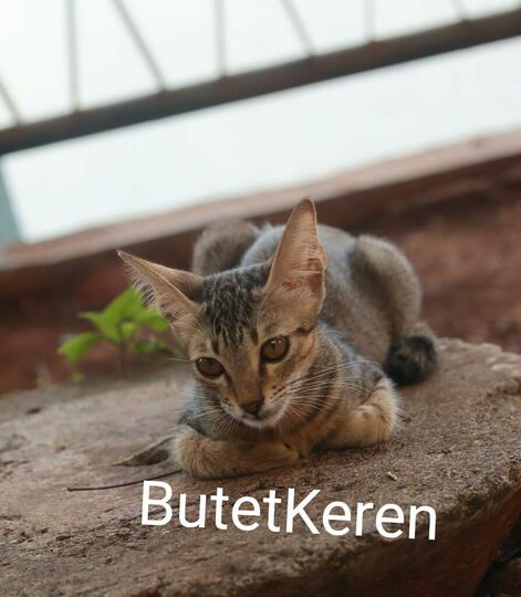 Hayukkk GanSis Yang Punya Pets Ikutan Community Challenge Forum Pets