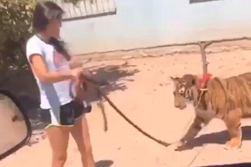 Edan, Bukan Kucing Atau Anjing! Jalan-Jalan Sama Hewan Peliharaan Taunya Harimau.