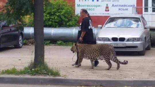 Edan, Bukan Kucing Atau Anjing! Jalan-Jalan Sama Hewan Peliharaan Taunya Harimau.