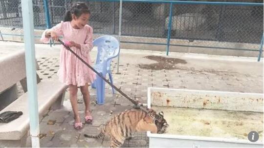 Edan, Bukan Kucing Atau Anjing! Jalan-Jalan Sama Hewan Peliharaan Taunya Harimau.